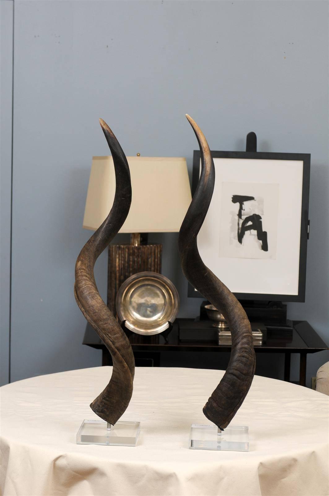 Kudu Horns on Lucite Stands 3