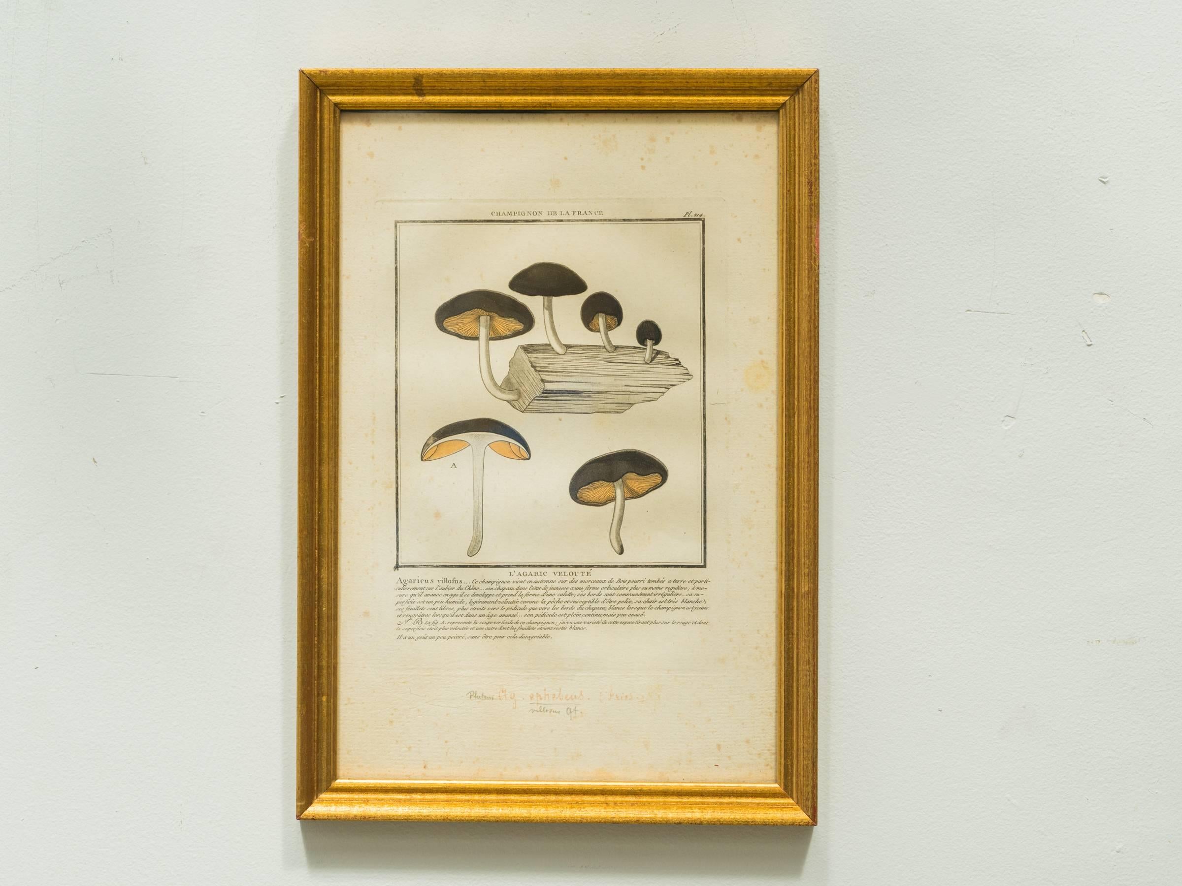 27 framed French mushroom prints from the 1920s. Some foxing on prints.