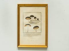 27 French Mushroom Prints