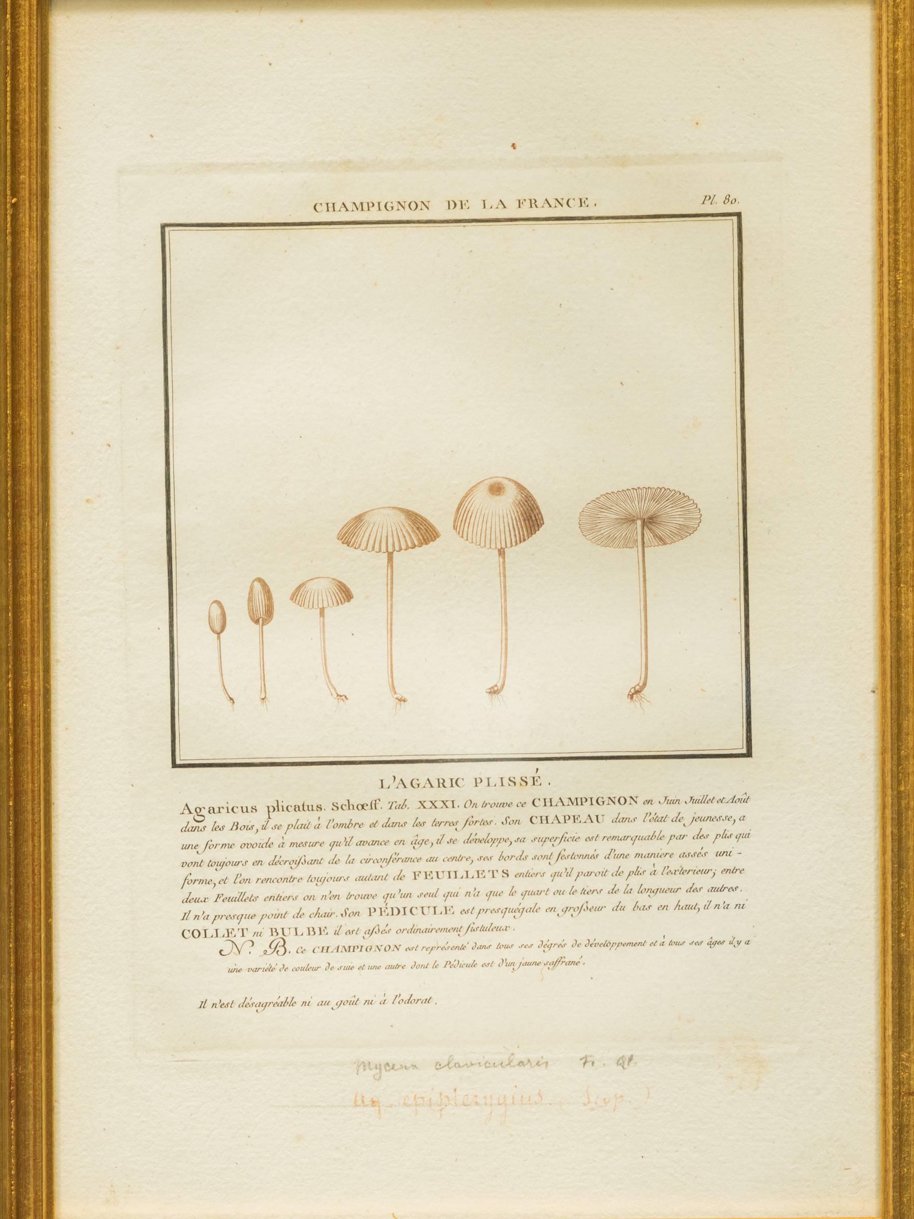 27 French Mushroom Prints In Fair Condition In Tarrytown, NY