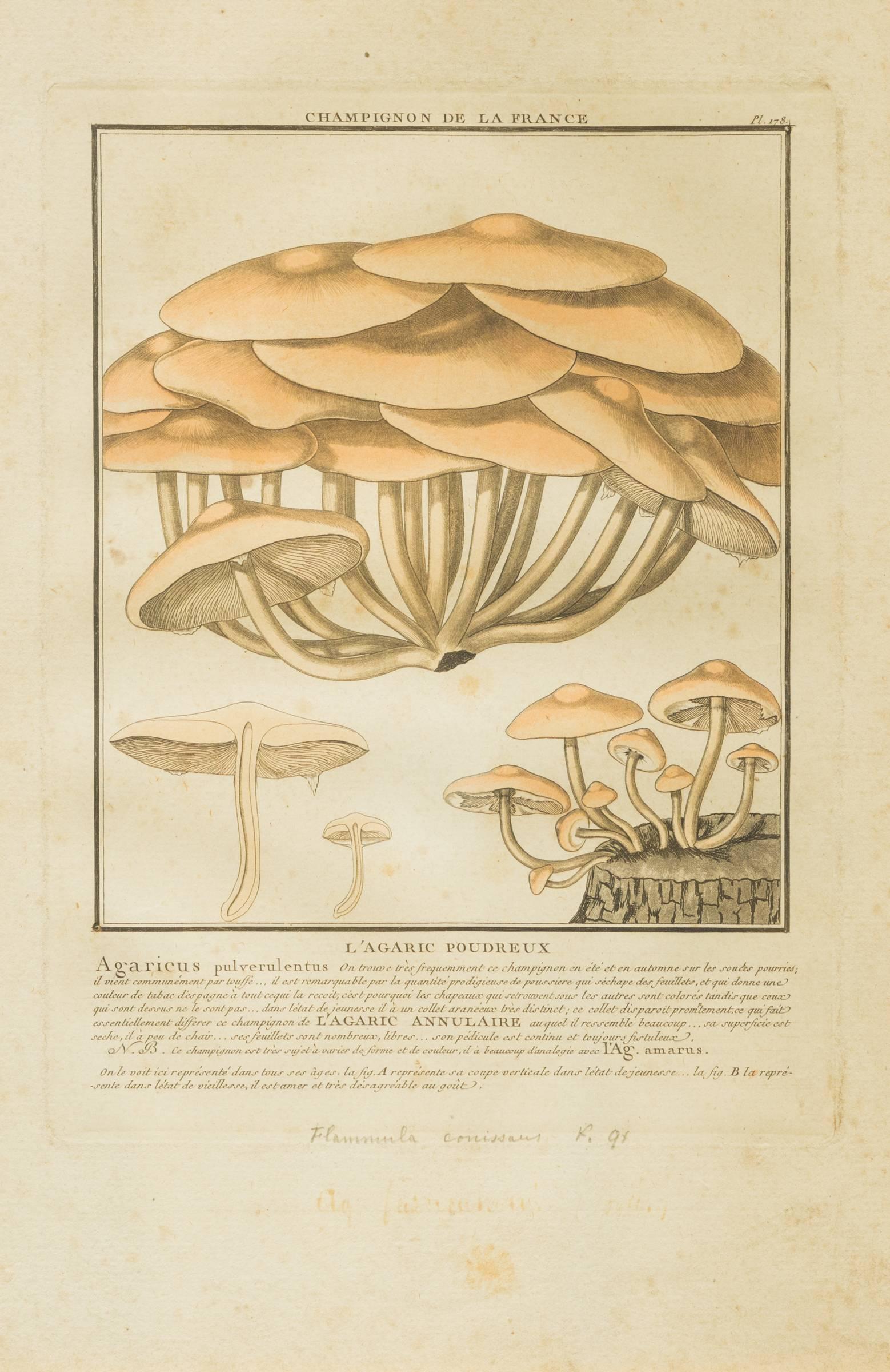 Early 20th Century 27 French Mushroom Prints