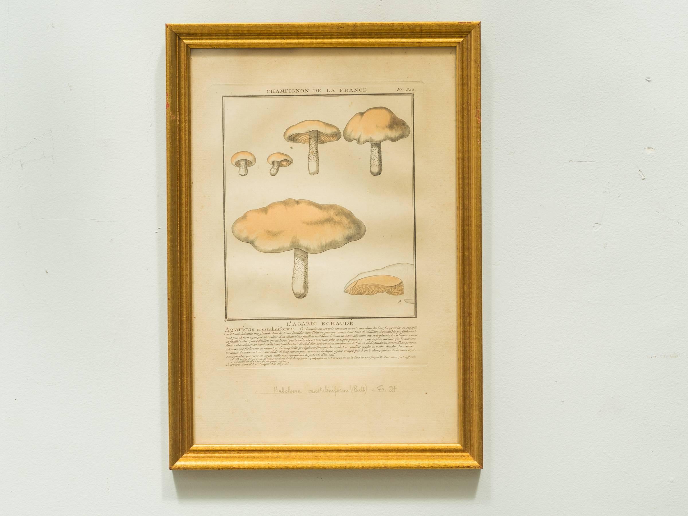 27 French Mushroom Prints 1