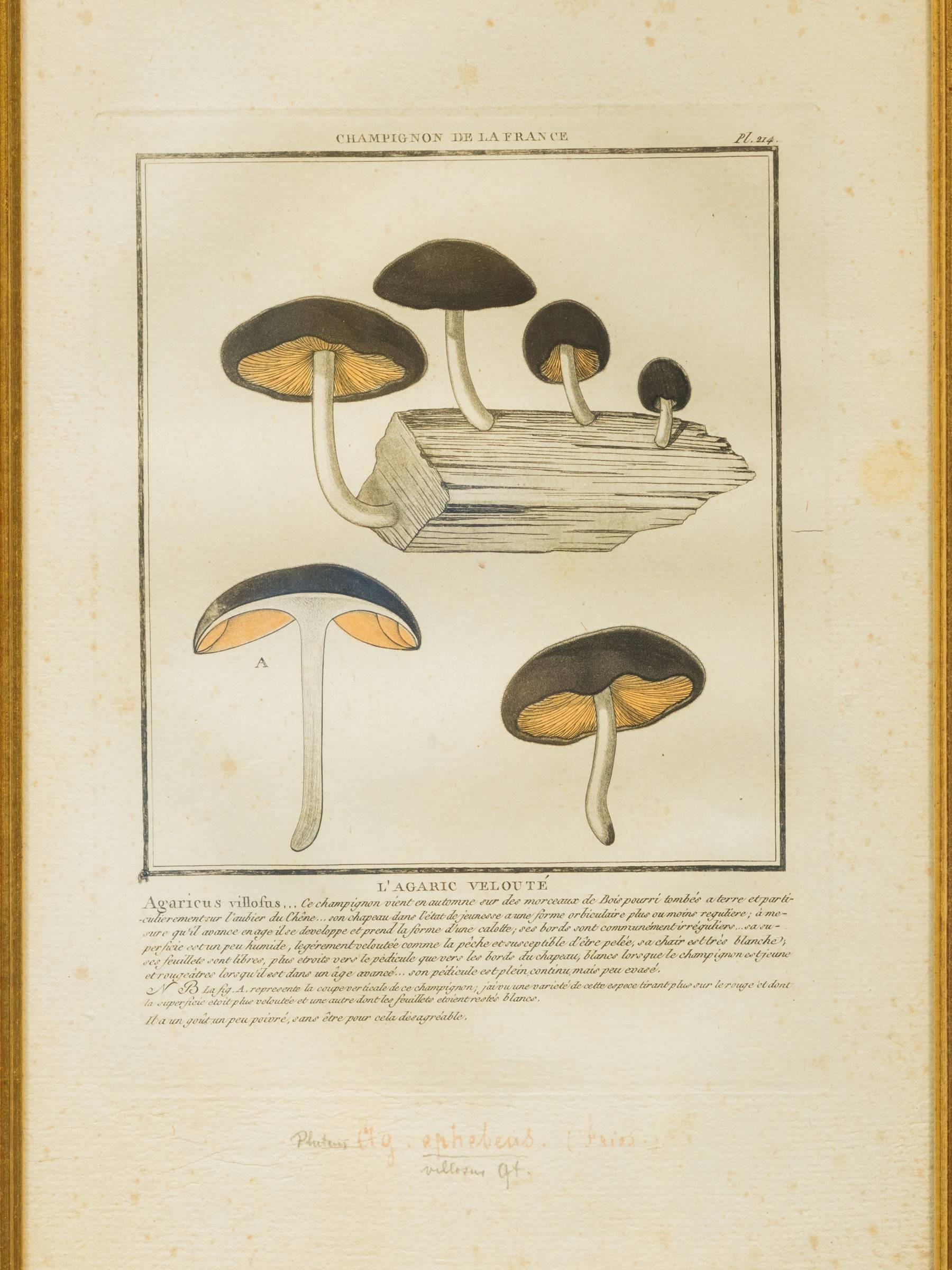 27 French Mushroom Prints 2