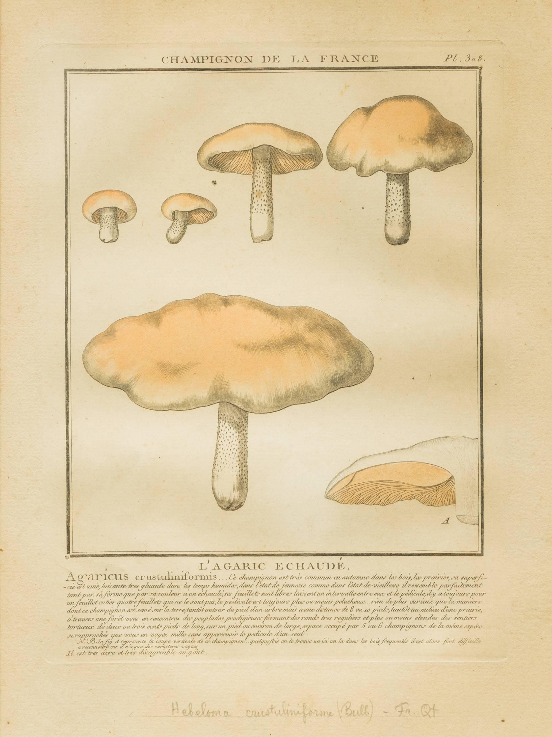 27 French Mushroom Prints 3