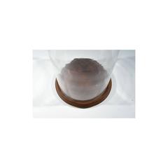 19th Century Large Glass Display Dome