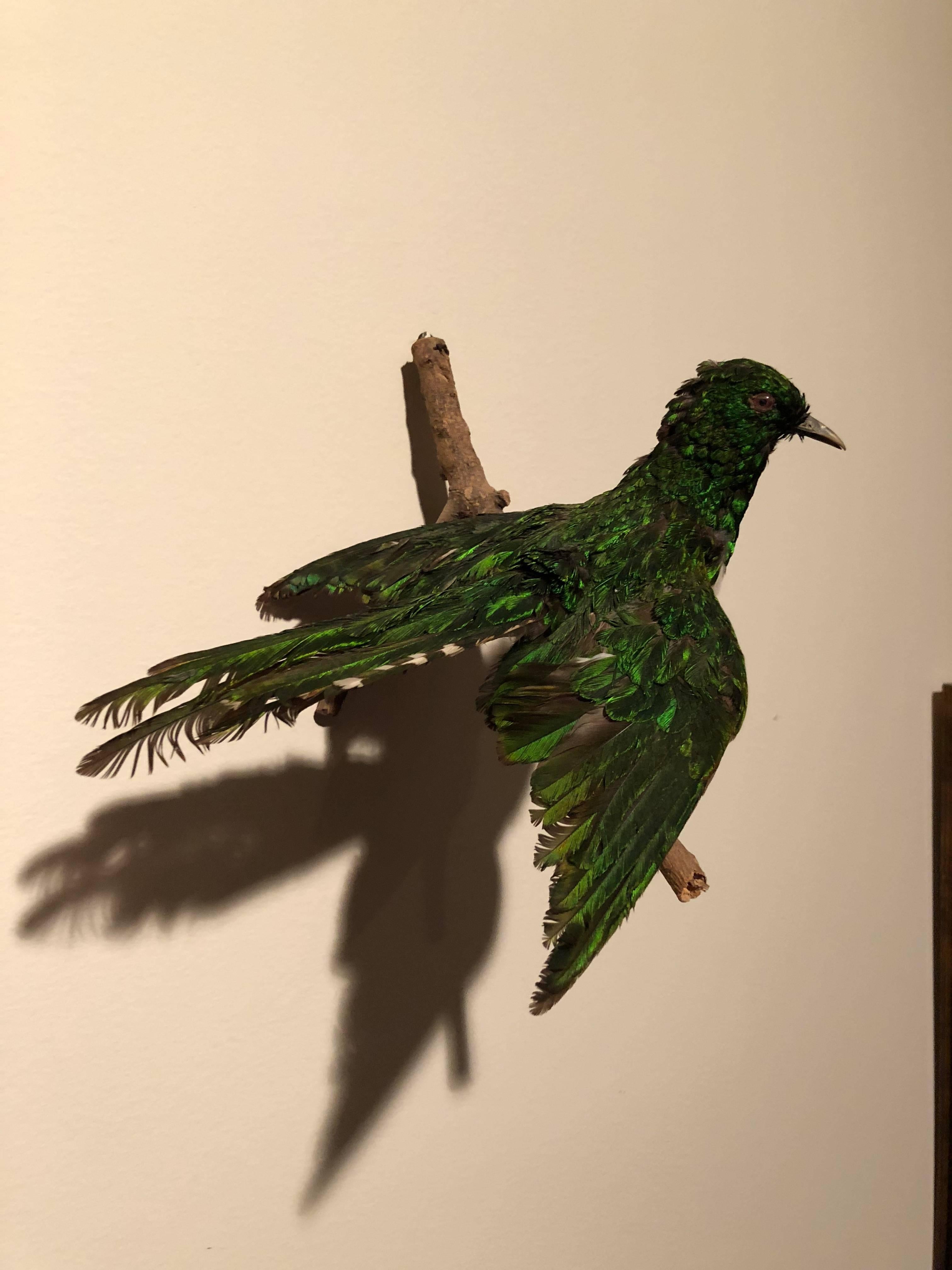 taxidermy hummingbird for sale