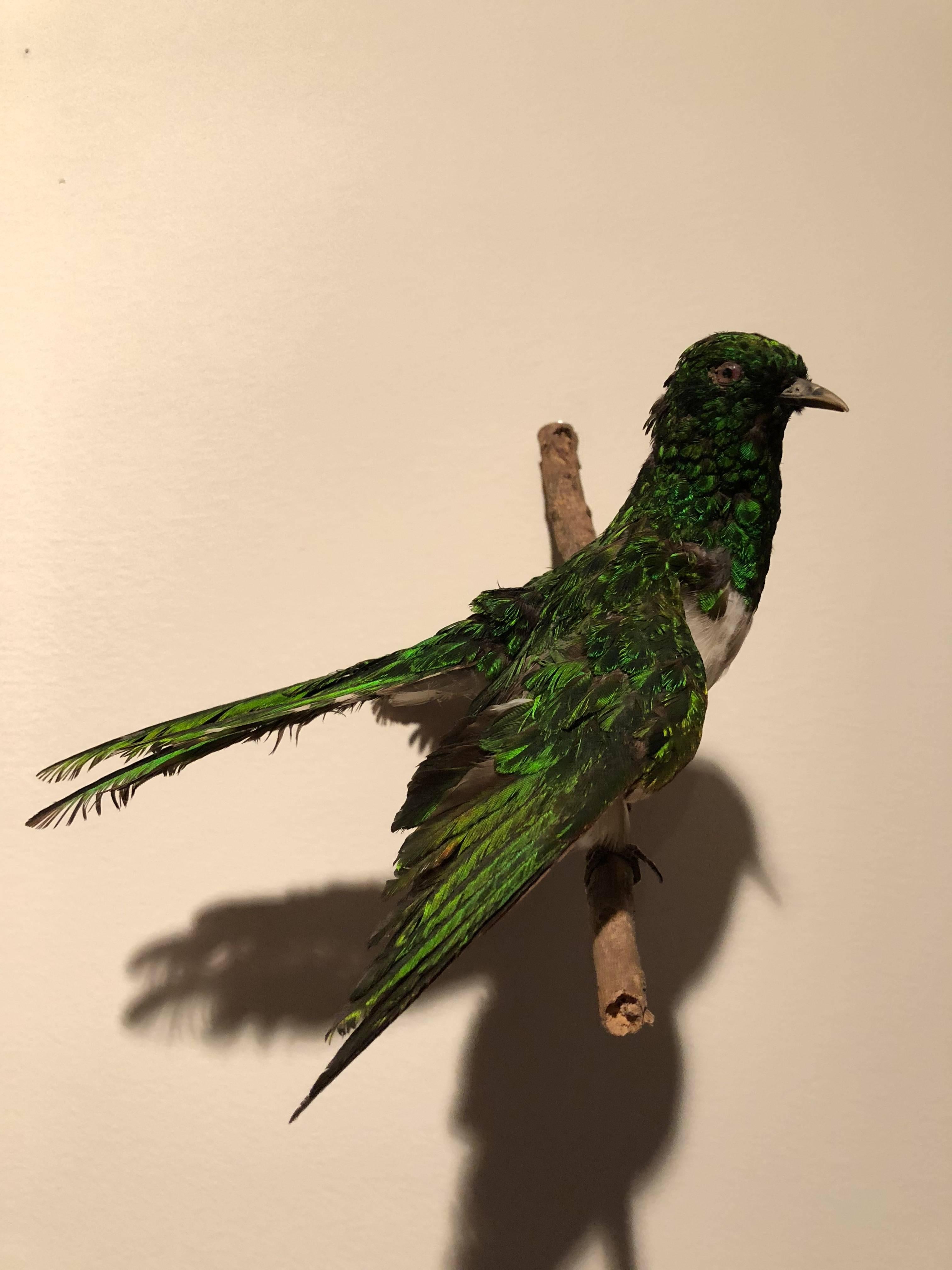 exotic taxidermy for sale