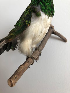 Exotic Bird Wall Mount Taxidermy