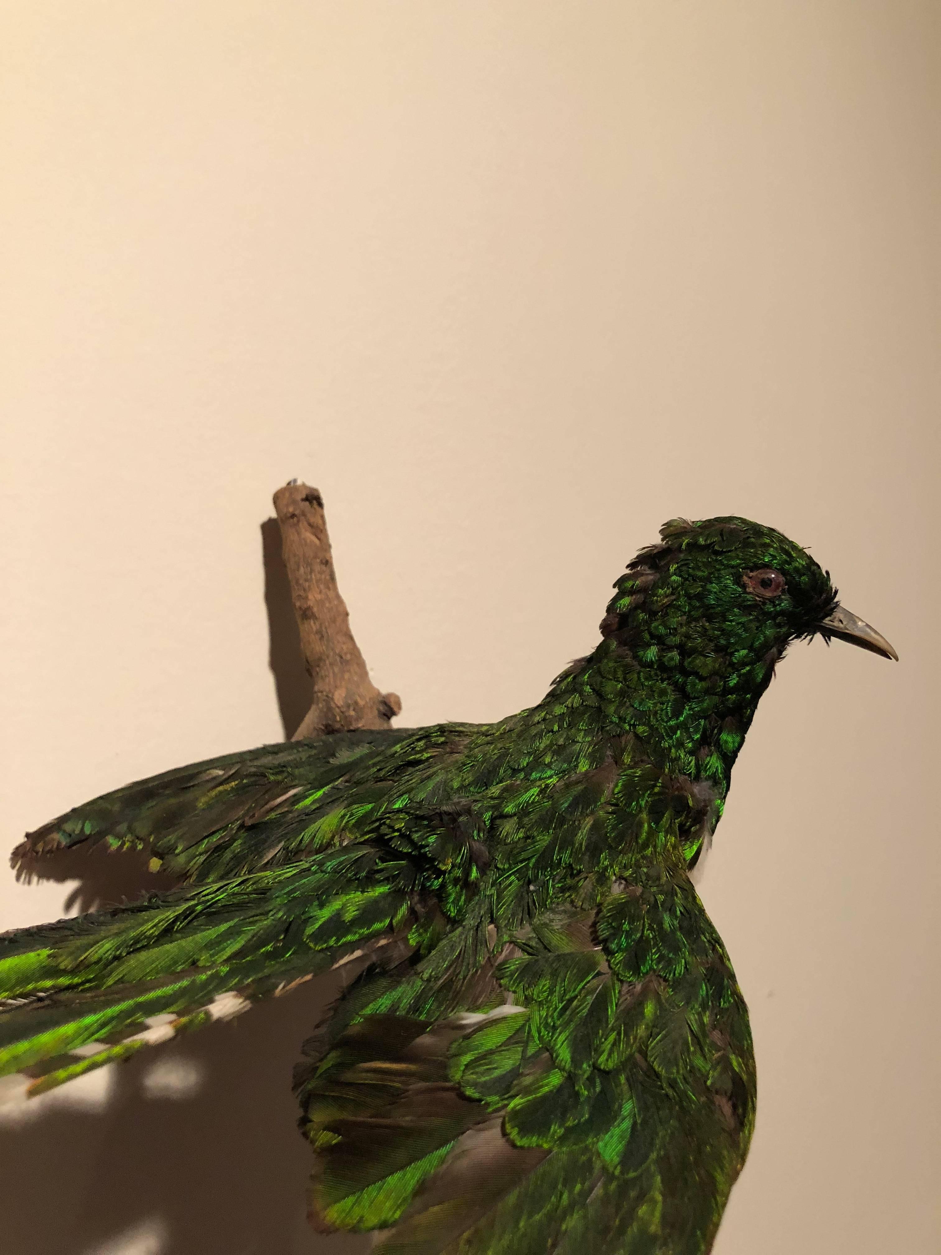 Exotic Bird Wall Mount Taxidermy  In Good Condition For Sale In Southampton, NY