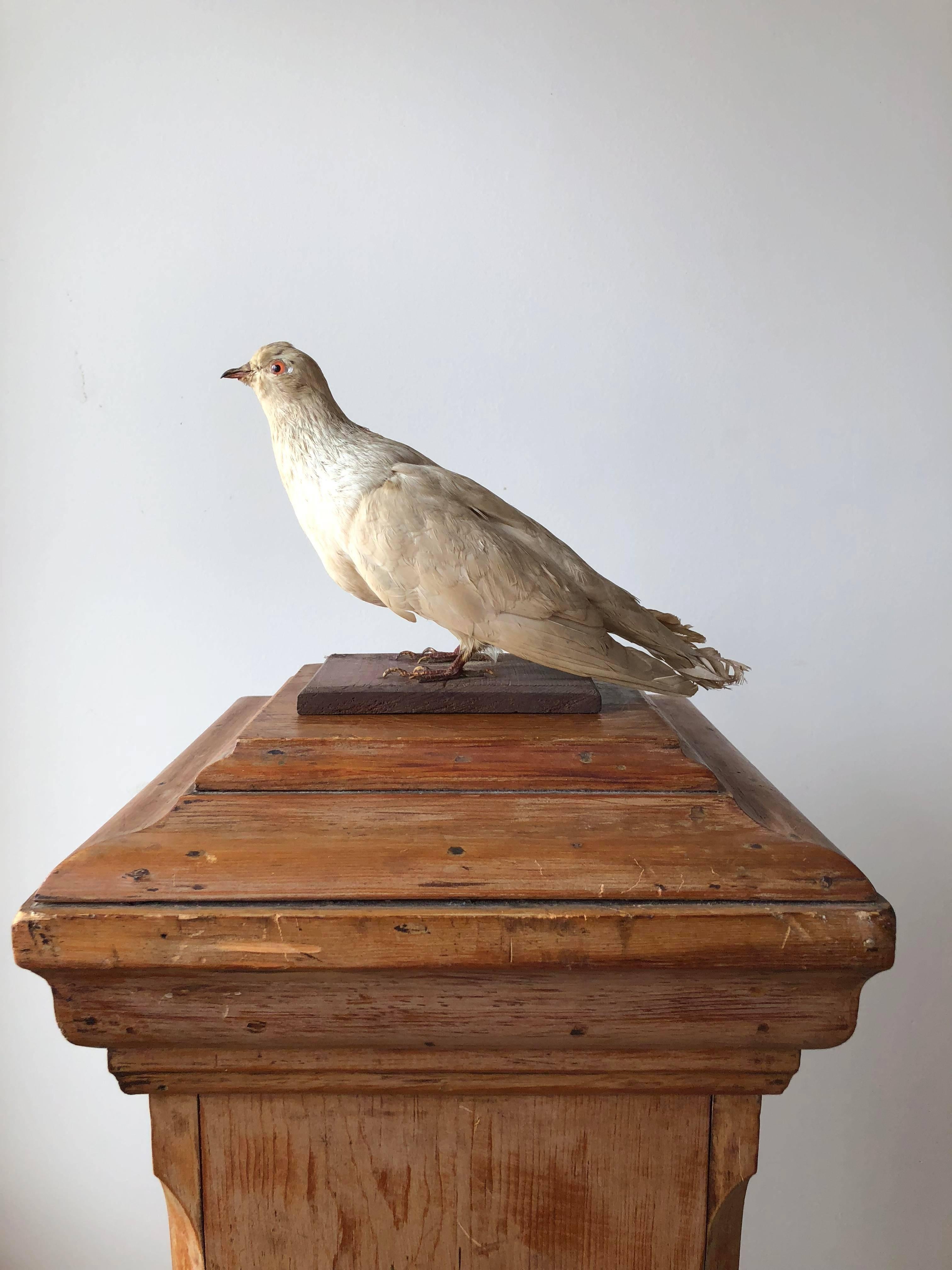 Georgian Pigeon Taxidermy  For Sale