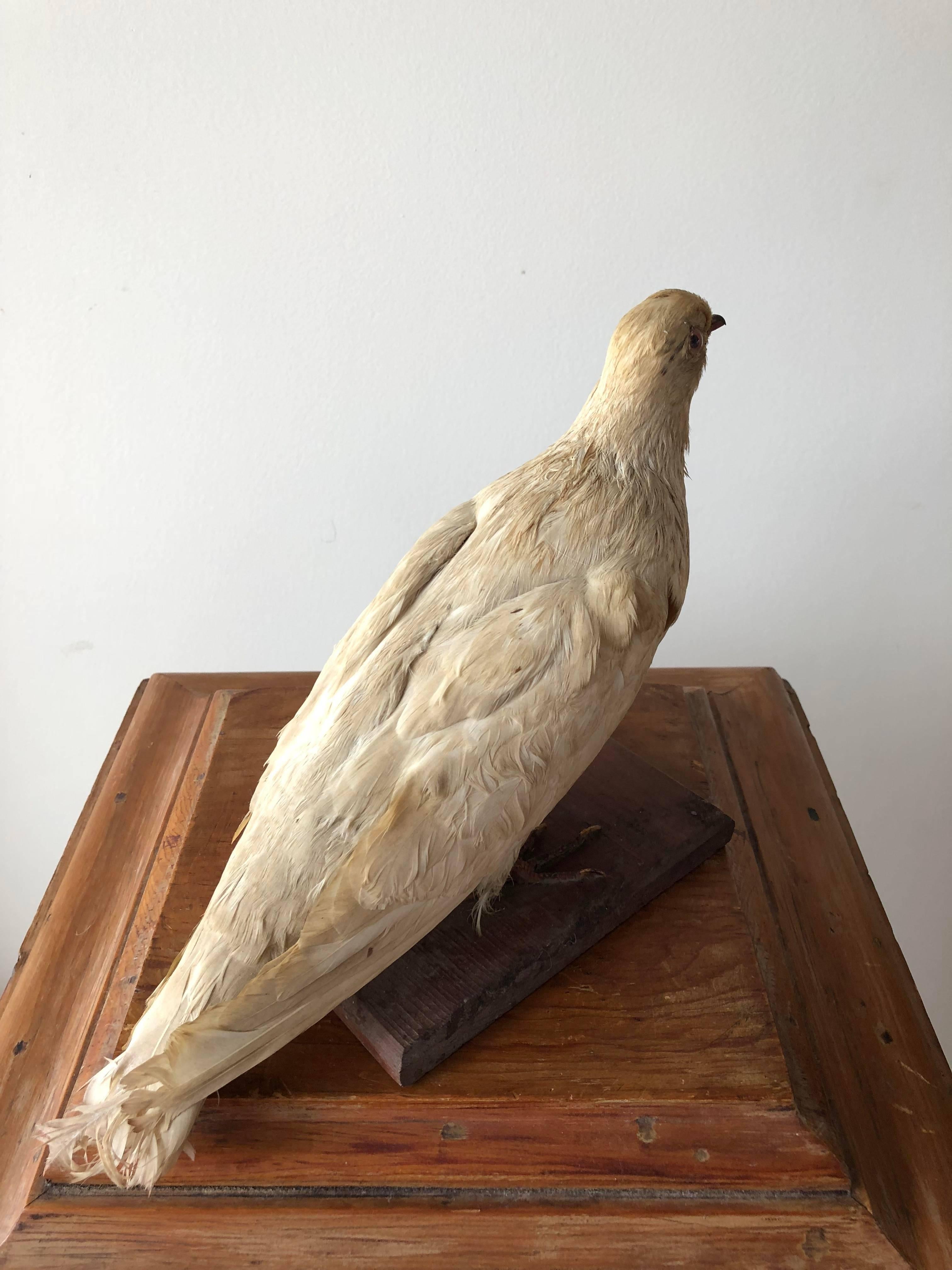 20th Century Pigeon Taxidermy  For Sale