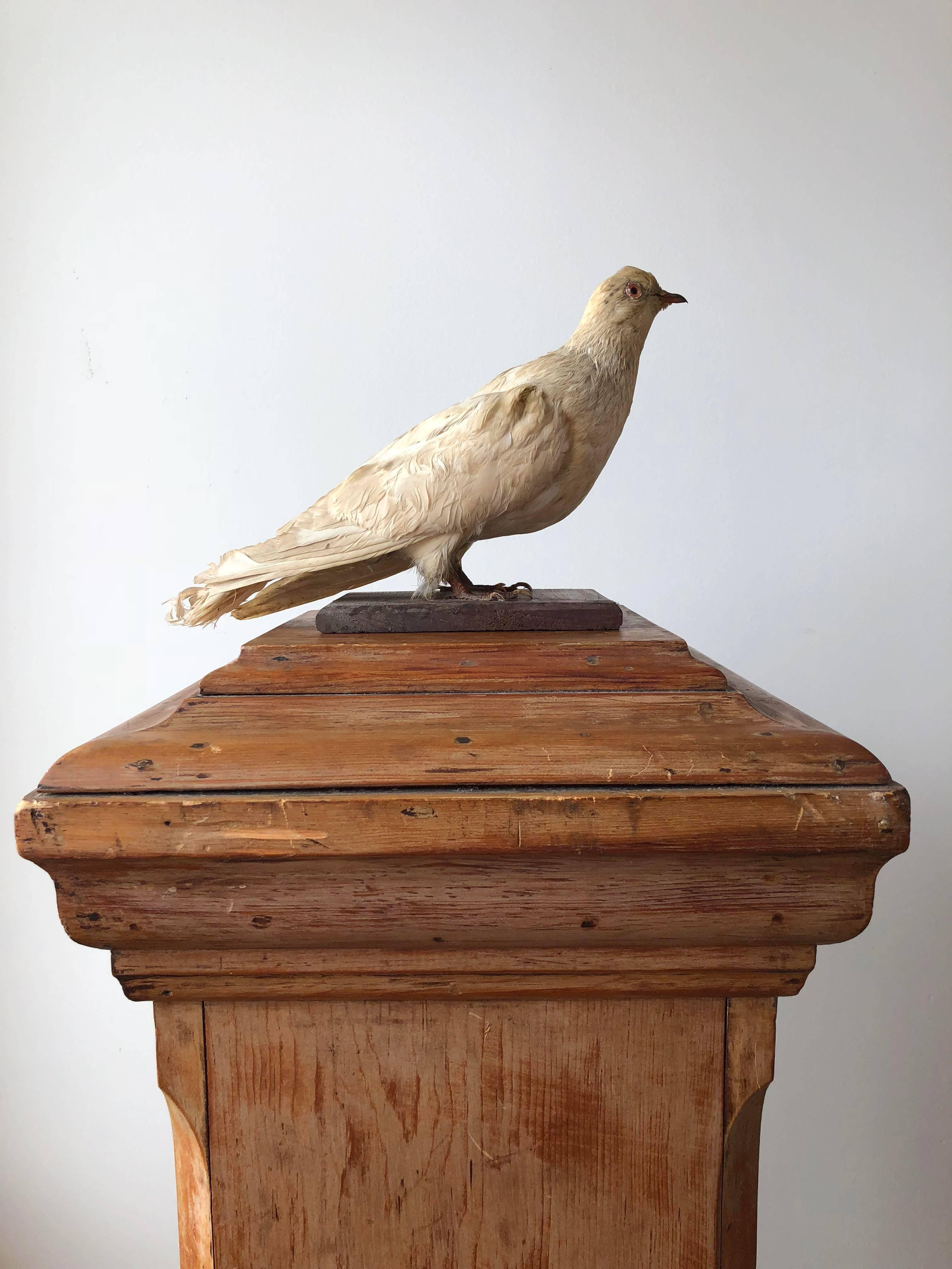 Early 20th century pigeon taxidermy. 
