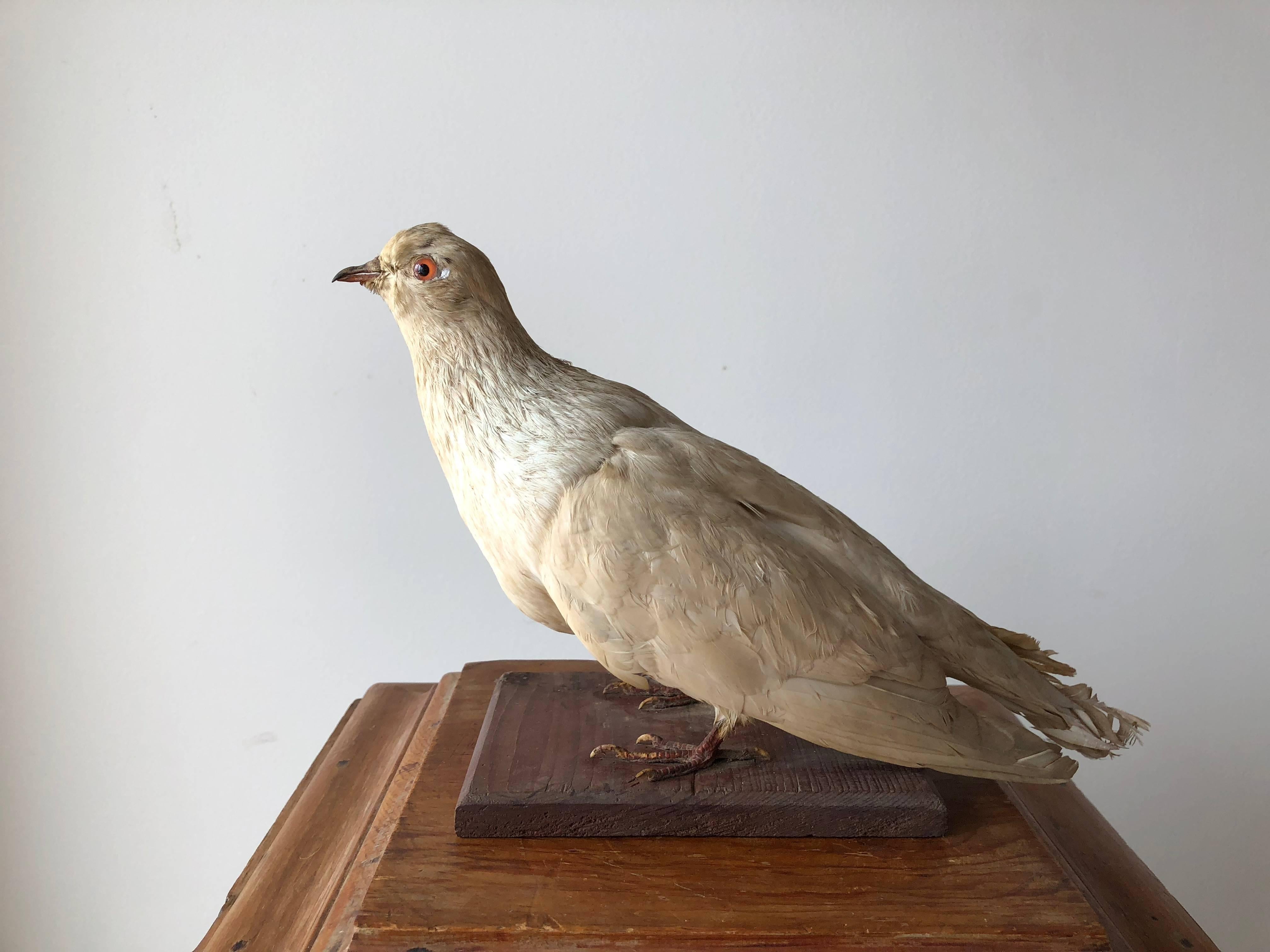 Pigeon Taxidermy  In Good Condition For Sale In Southampton, NY