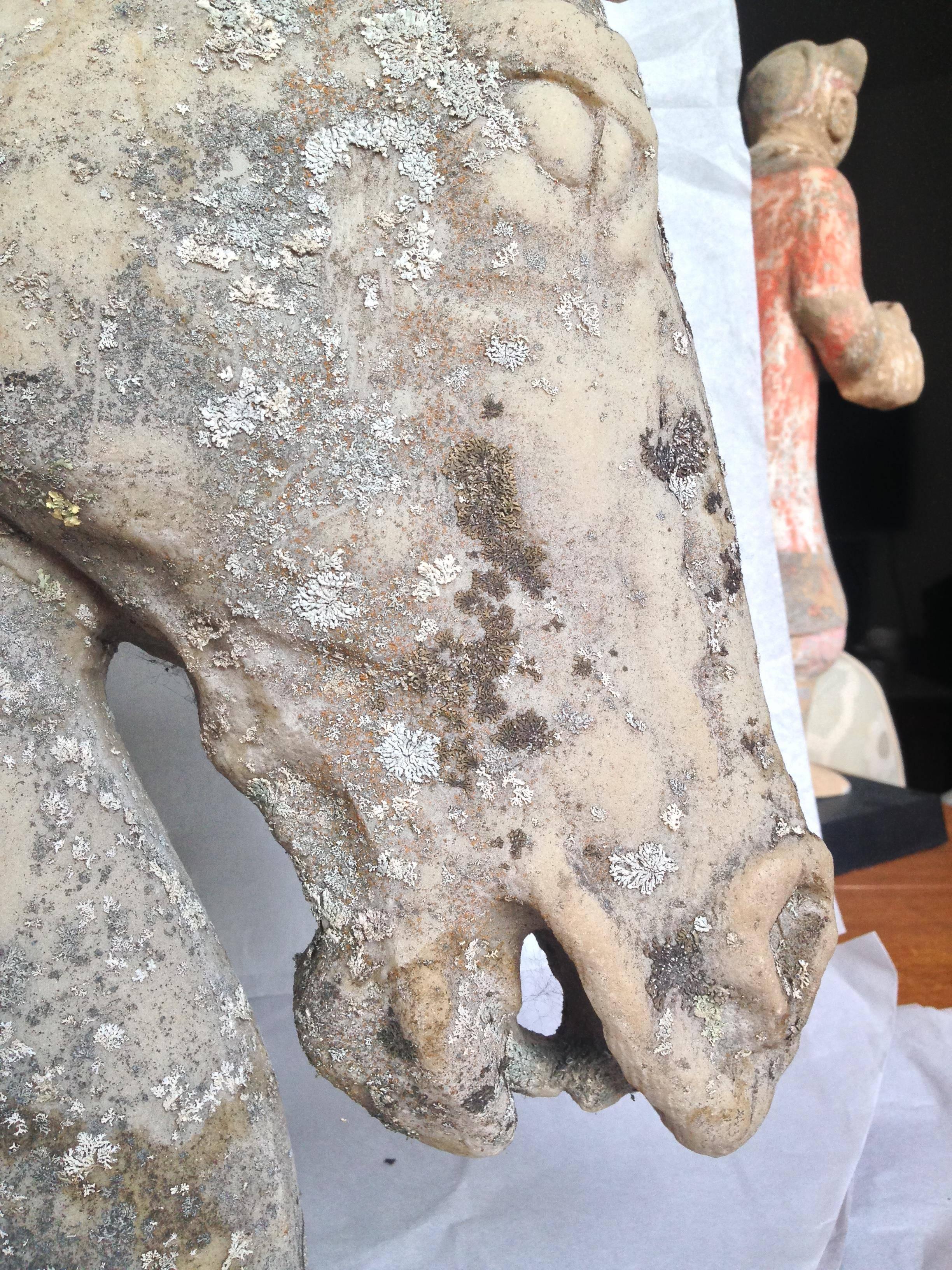 Late 20th century stone-like composite sculpture of a horse head beautifully patinated with lichen/ moss growth.