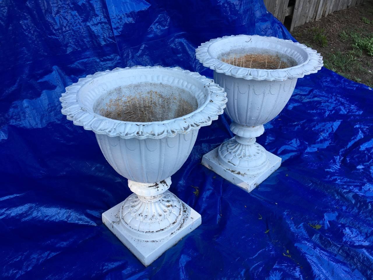 Pair of English Aesthetic Movement cast iron garden urns. Design incorporates sunflower petal rim above dental moulding with fluted urn on pedestal, painted white, (1870-1900).
