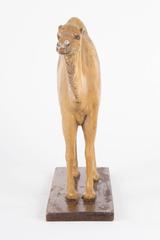 19th Century Camel or Dromedary Sculpture