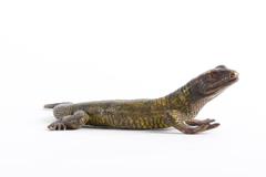 Fine Vienna Bronze Lizard, Miniature by Franz Bergman