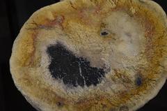 Andrianna Shamaris Palm Petrified Wood Side Table