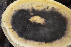 Andrianna Shamaris Palm Petrified Wood Side Table