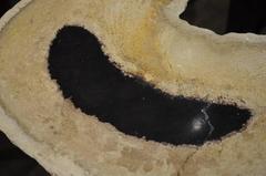 Andrianna Shamaris Palm Petrified Wood Side Table