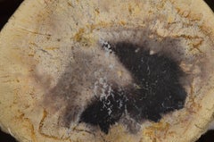 Andrianna Shamaris Palm Petrified Wood Side Table