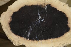 Andrianna Shamaris Palm Petrified Wood Side Table