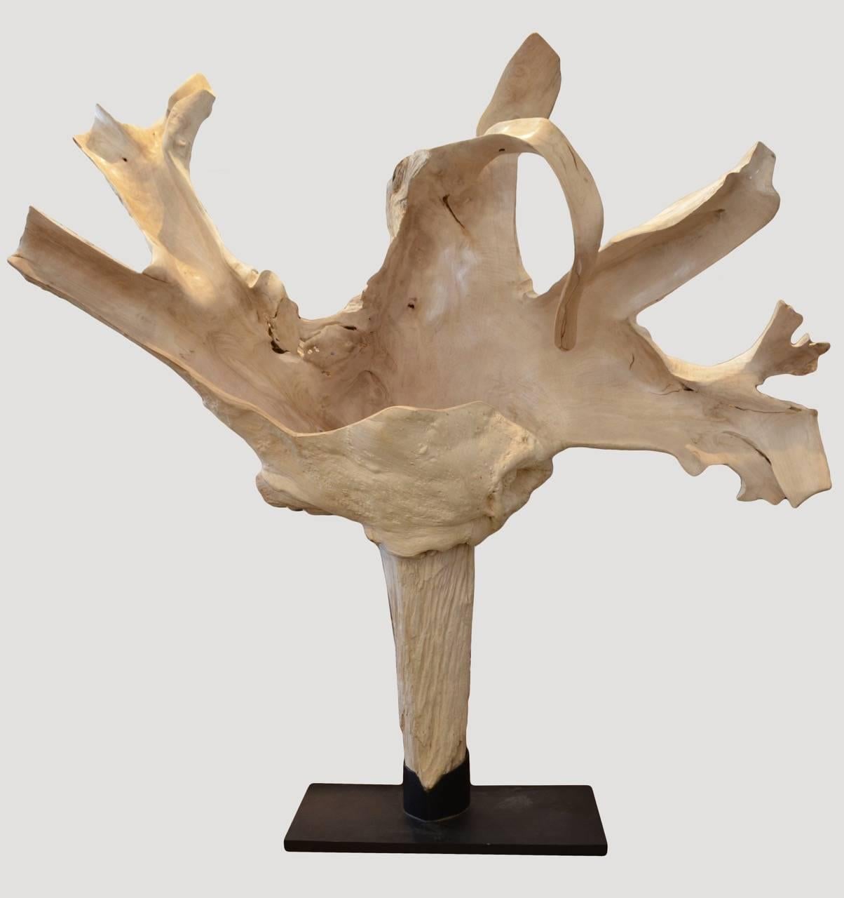 Andrianna Shamaris Enormous Bleached Teak Wood Root Sculpture In Excellent Condition In New York, NY