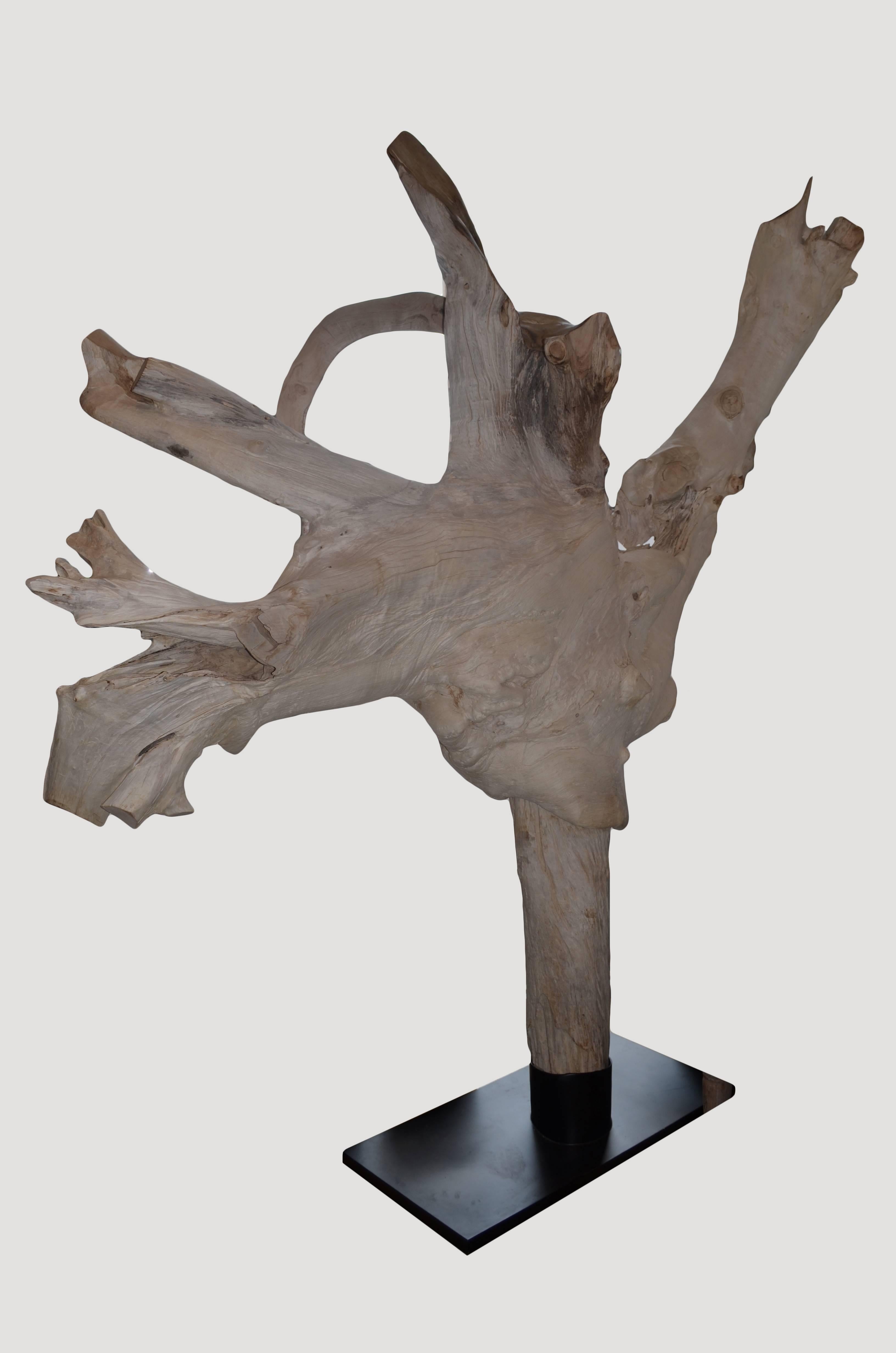 Beautifully carved sculpture made from one piece of teak wood. This enormous teak root was bleached and left in the sun for over a year. We then sanded the smooth sections and added a light shellac. Set on a modern black steel stand. Fabulous for a