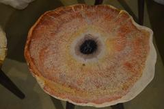 Andrianna Shamaris Palm Petrified Wood Side Table