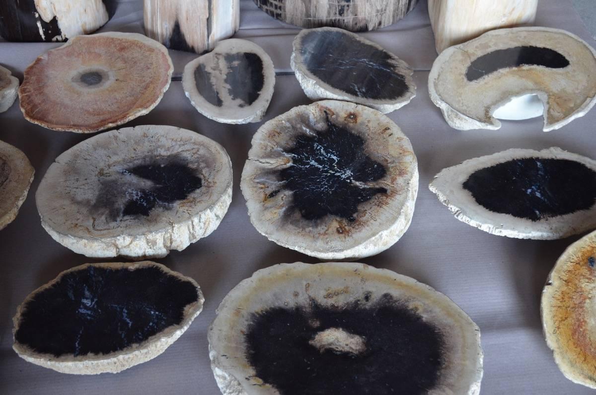 Organic Modern Andrianna Shamaris Palm Petrified Wood Side Table