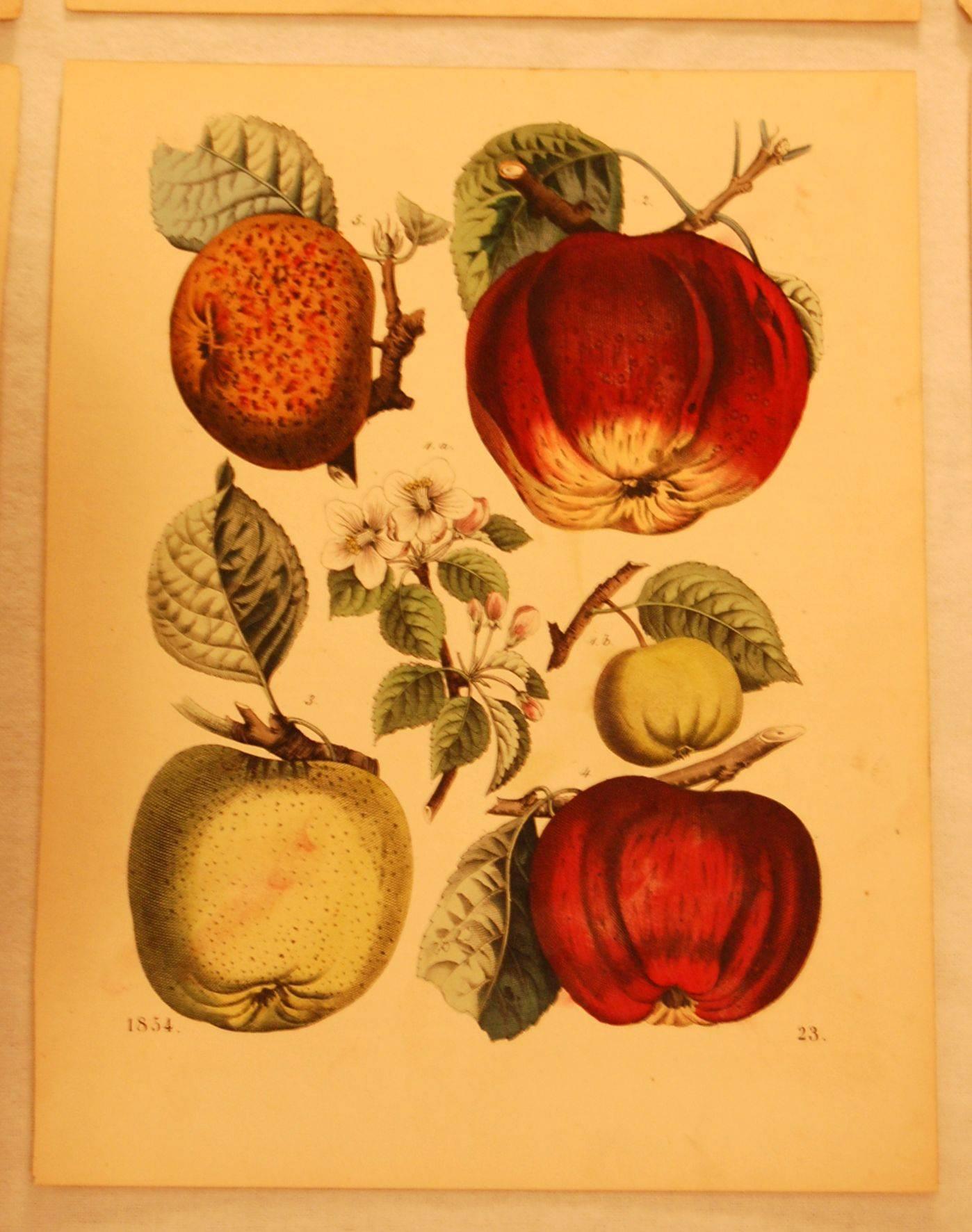 Eight hand colored prints of grapes, apples, peaches, etc. all approximately 8
