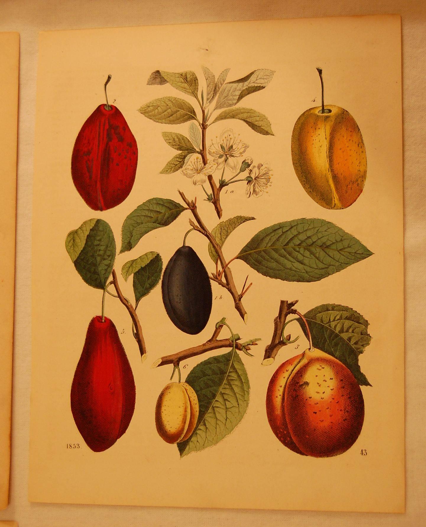 German Set of Eight Hand Colored Prints of Various Fruit, circa 1840-1850