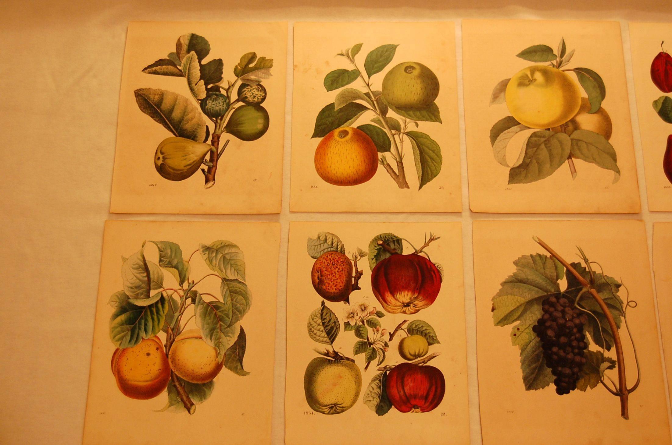 Early Victorian Set of Eight Hand Colored Prints of Various Fruit, circa 1840-1850