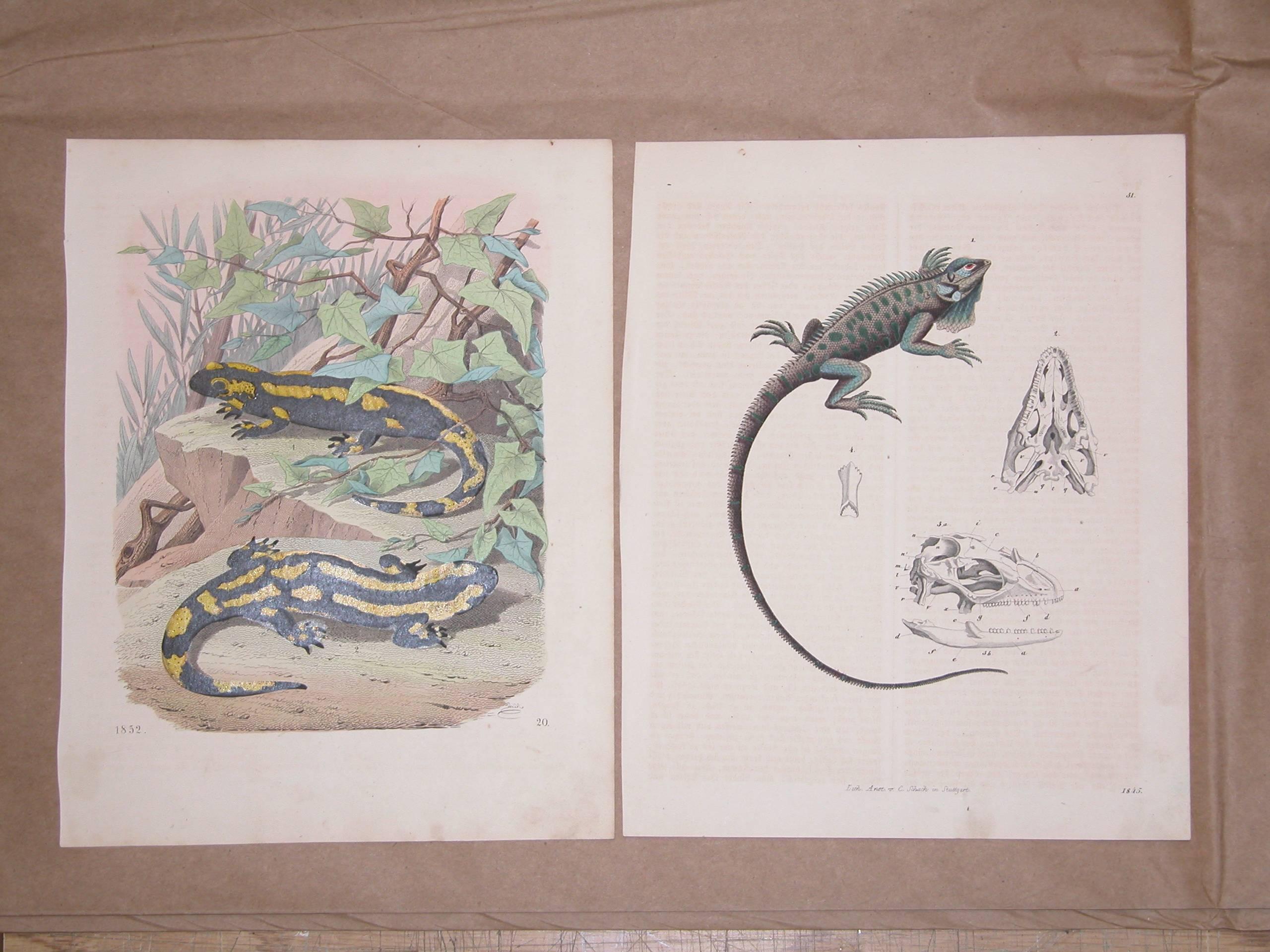 Set of Six Mid-19th Century German Prints of Lizards by Anst. V. C. Schach In Excellent Condition In Pittsburgh, PA