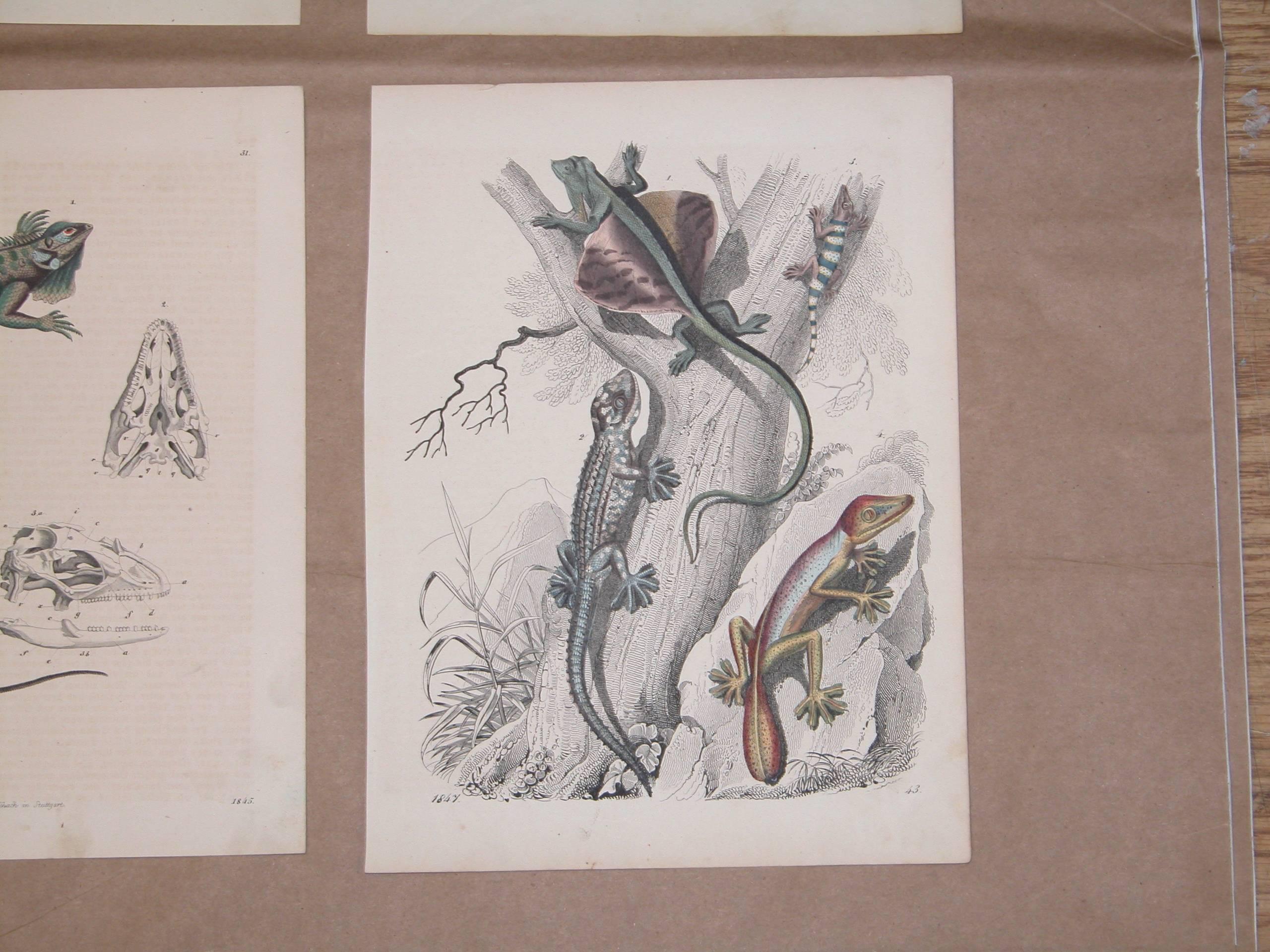 Paper Set of Six Mid-19th Century German Prints of Lizards by Anst. V. C. Schach