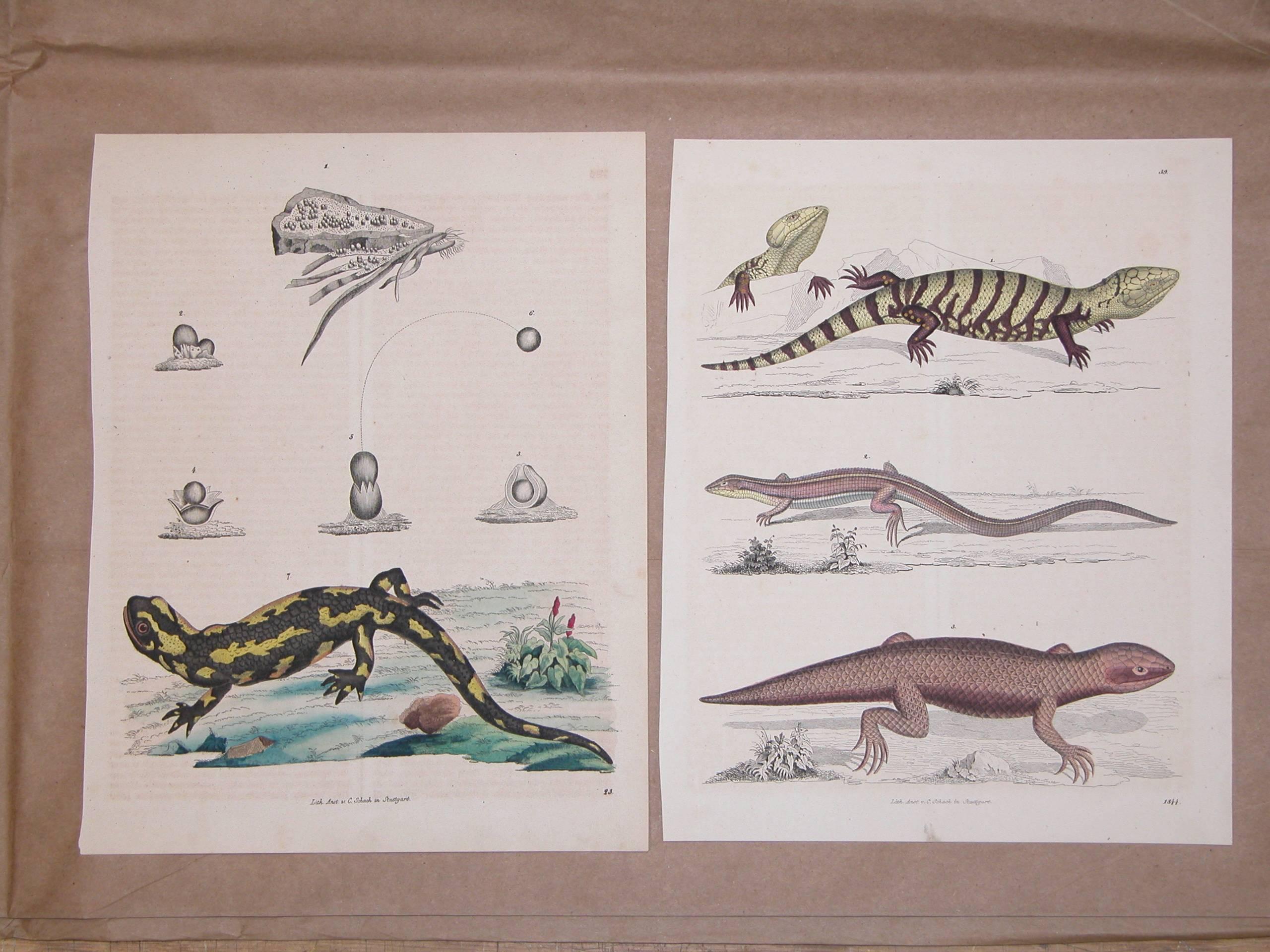 Six prints in excellent condition all circa 1850, 7 3/4 inches x 10 inches. Stuttgart Germany.