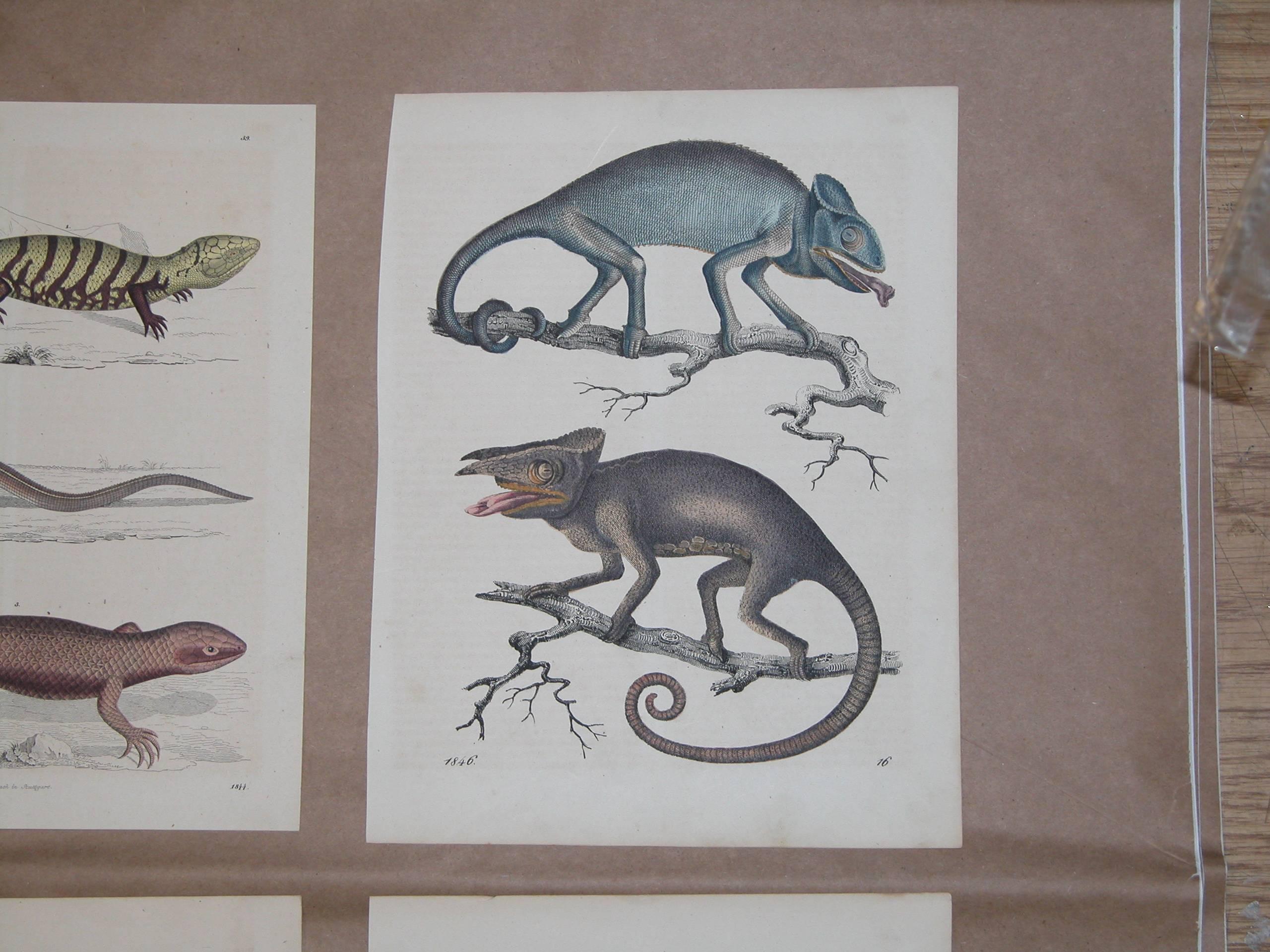 Early Victorian Set of Six Mid-19th Century German Prints of Lizards by Anst. V. C. Schach