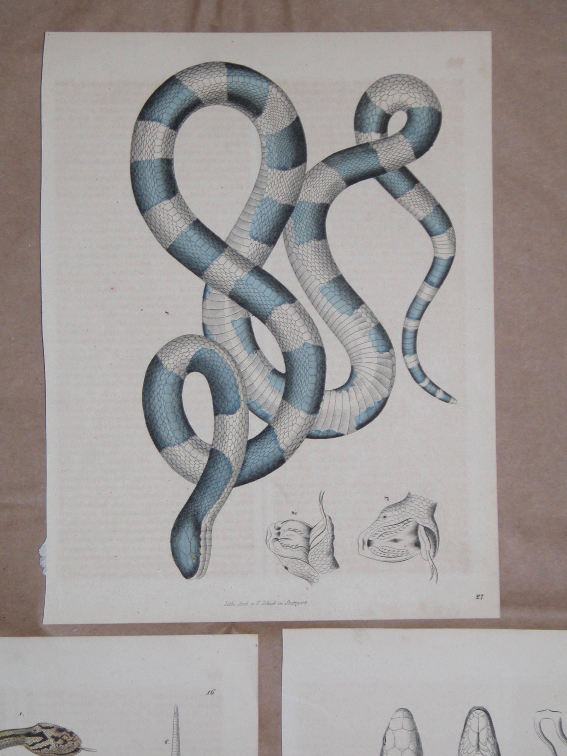 Set of three prints of snakes all mid-19th century in excellent condition, measures: 7 3/4 inches x 10 inches.