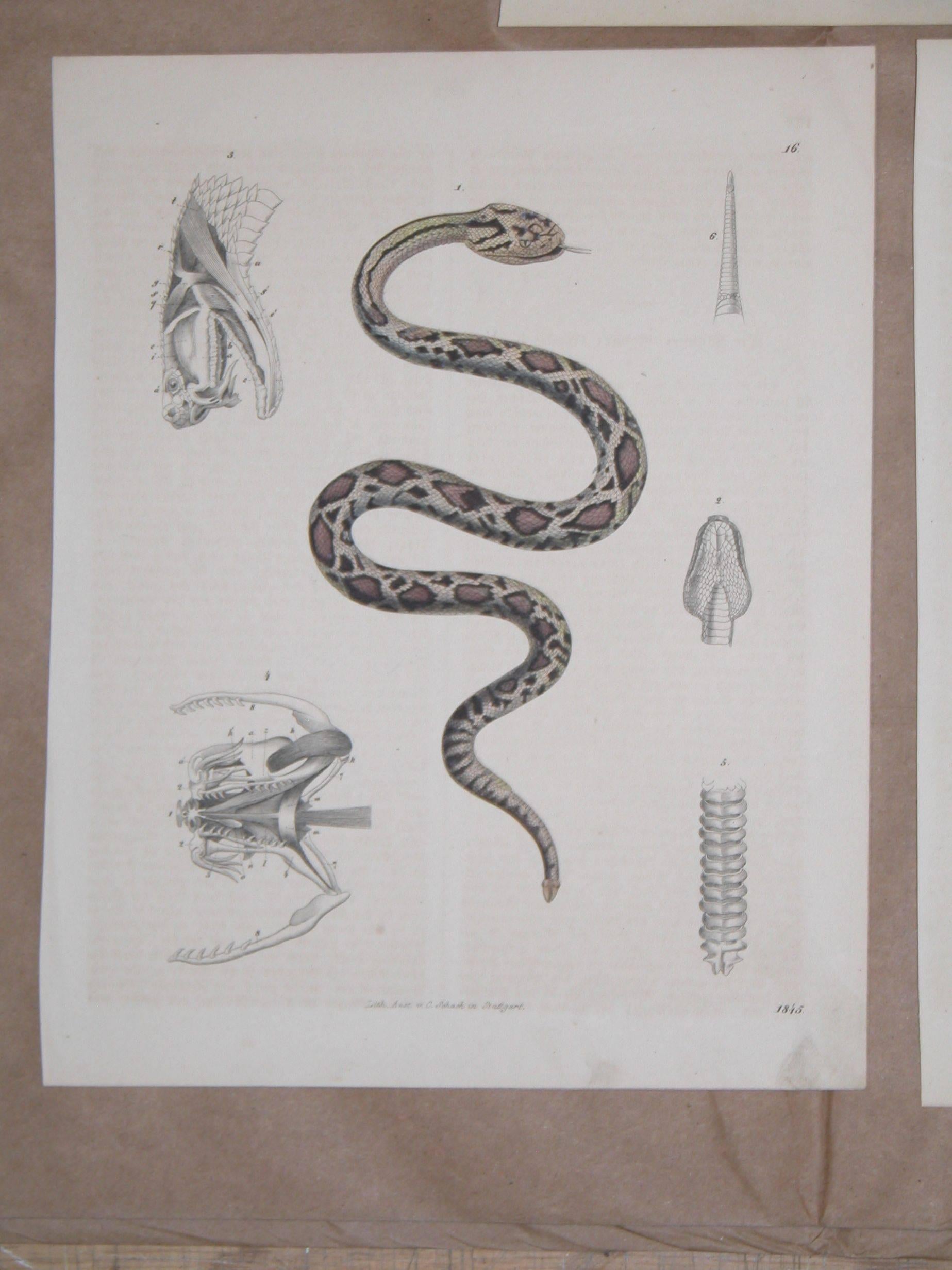 Early Victorian Set of Three Mid-19th Century Prints of Snakes by Anst. V. C. Schach, Germany