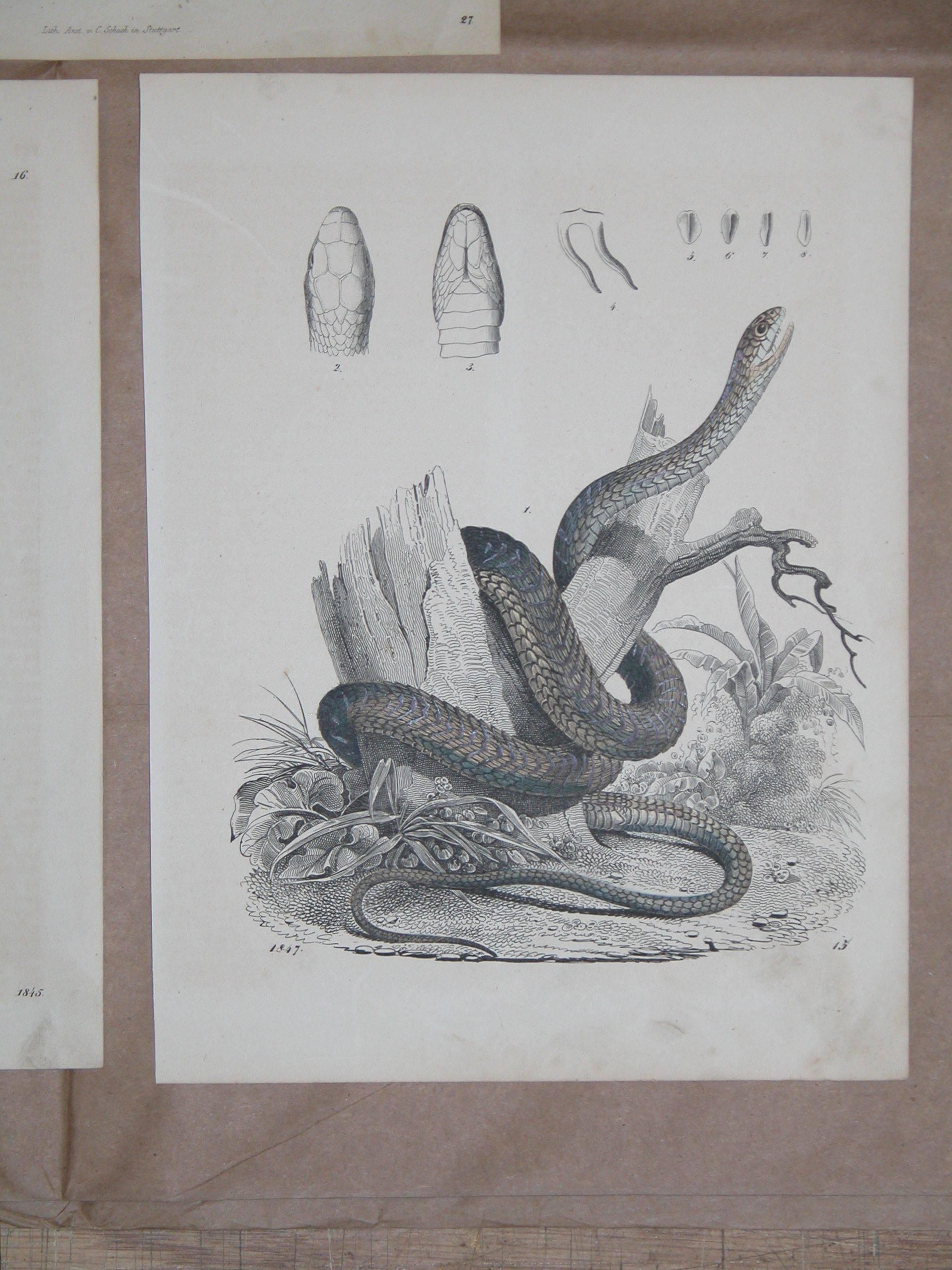 Set of Three Mid-19th Century Prints of Snakes by Anst. V. C. Schach, Germany In Excellent Condition In Pittsburgh, PA