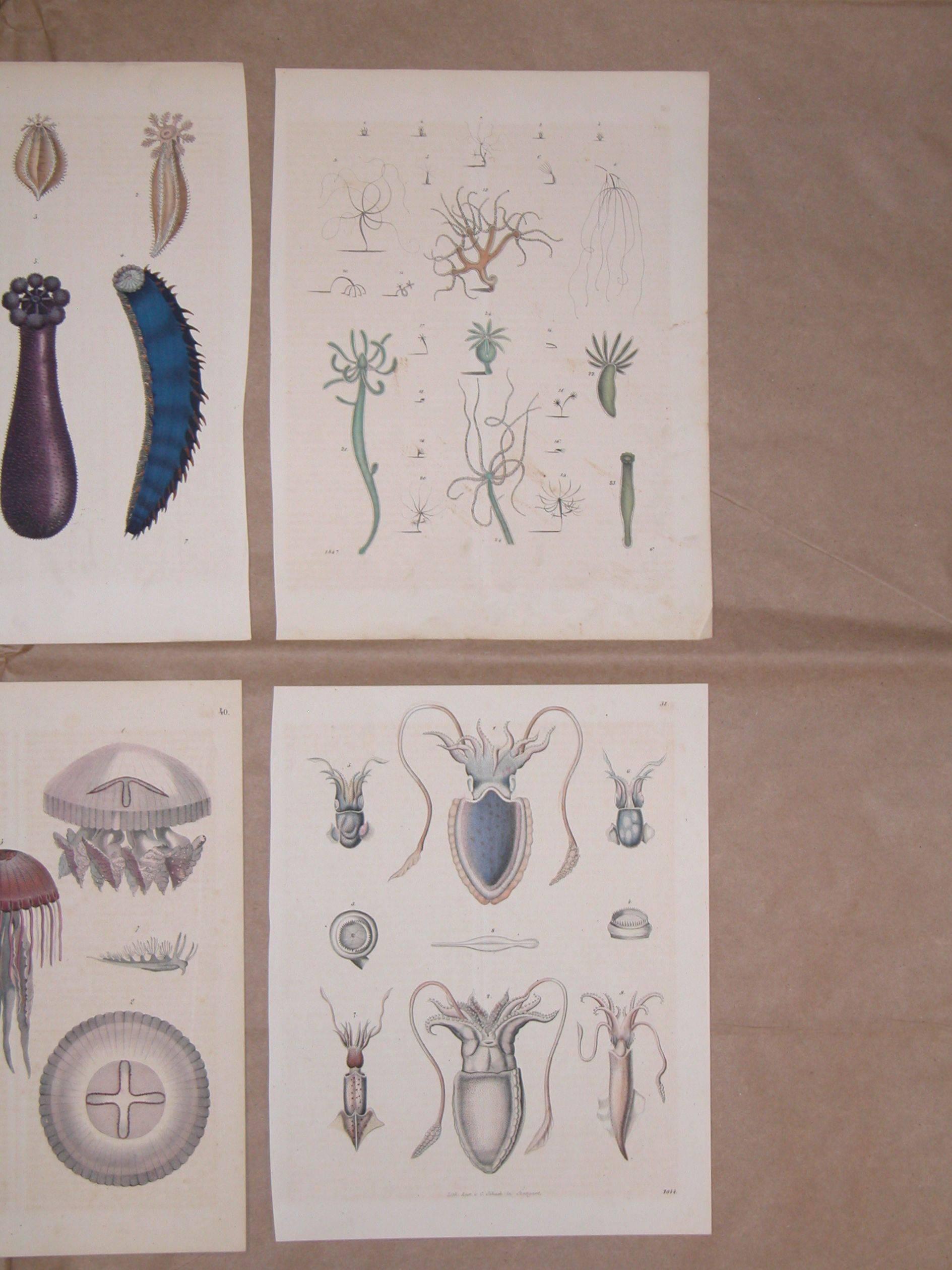 Set of Six German Mid-19th Century Prints of Various Deep Sea Creatures In Excellent Condition In Pittsburgh, PA