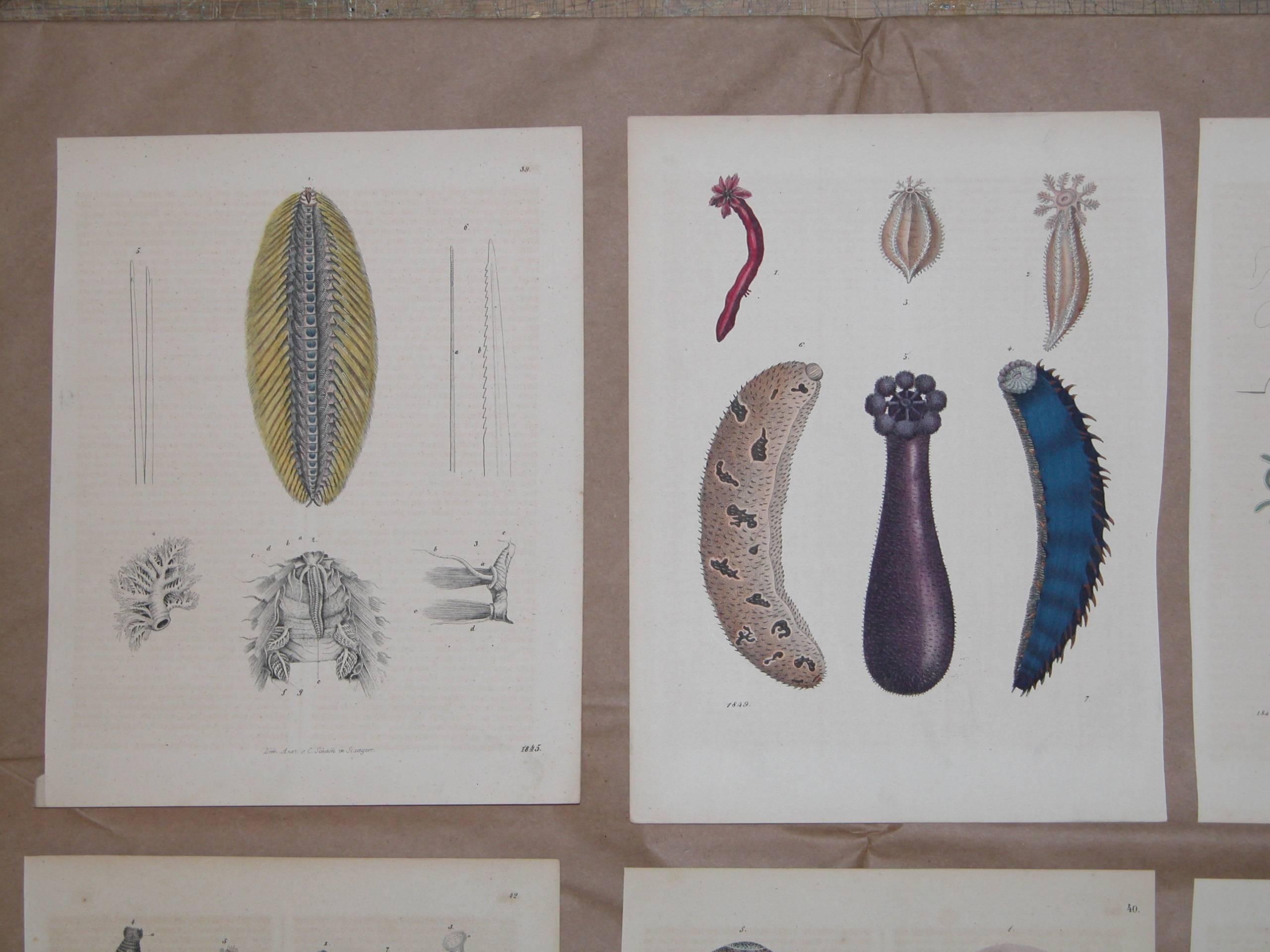 Set of six colored prints of sea creatures all, circa 1850 by Anst. v. C. Schach, 7 3/4 x 10 inches.