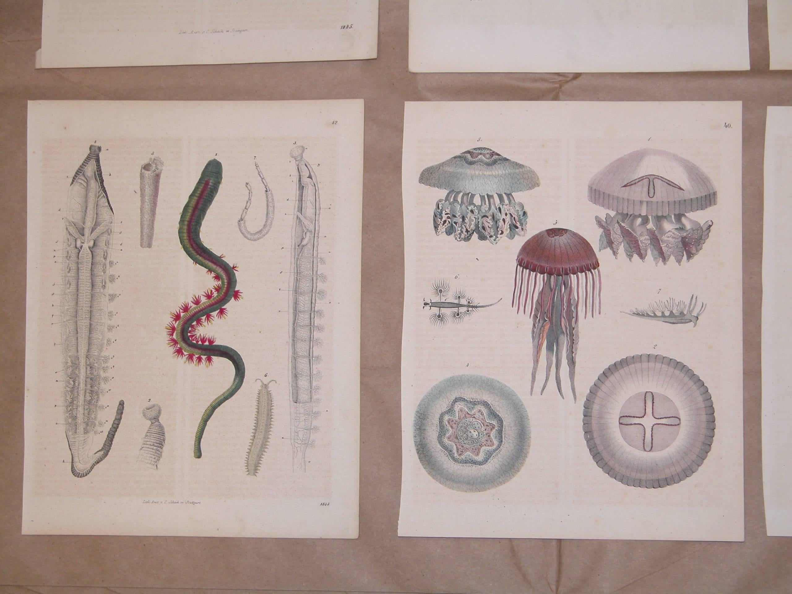 Early Victorian Set of Six German Mid-19th Century Prints of Various Deep Sea Creatures