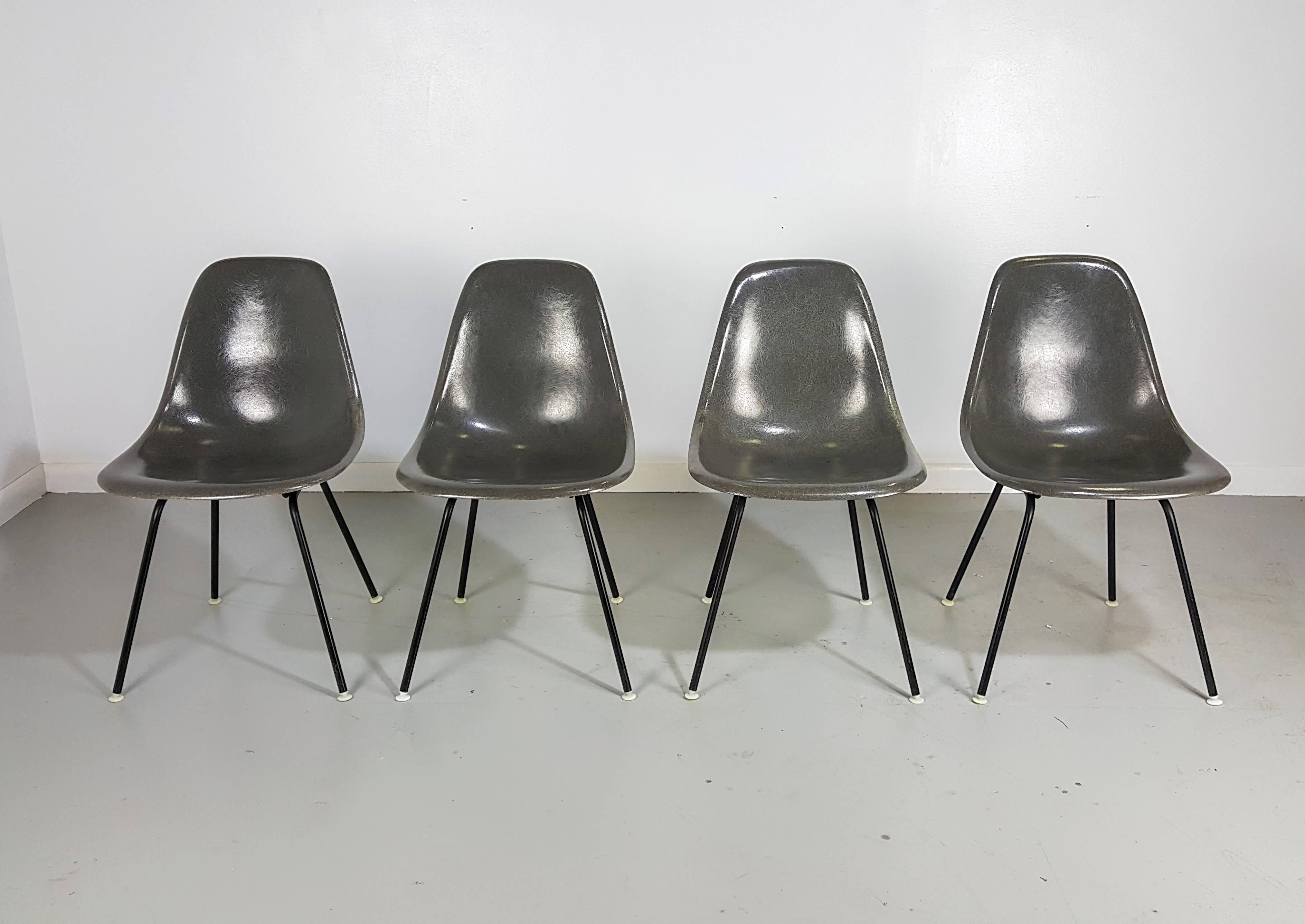 Four gray fiberglass shell chairs by Charles and Ray Eames, 1960s. Manufactured by Herman Miller. Excellent condition with original 