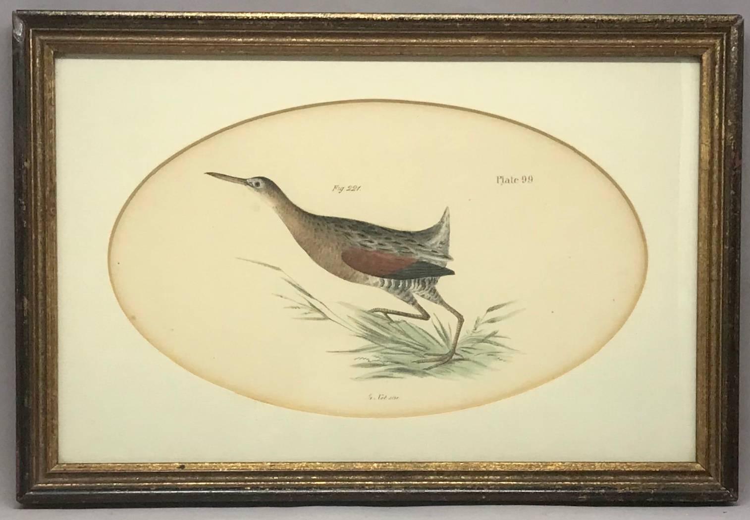Pair American hand-colored bird lithographs. Pair framed bird lithographs under oval mats by artist J.W. Hill and publisher George Endicott, NY. United States, late 19th century