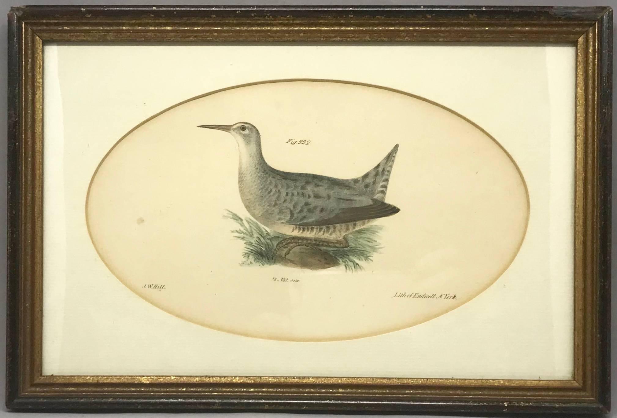 Pair American Hand-Colored Bird Lithographs  In Excellent Condition For Sale In New York, NY