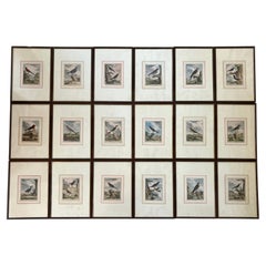 Set von 18 handkolorierten Vogelgravuren
