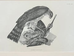 Sparrow Hawk, Prideaux John Selby 1854 Engraving