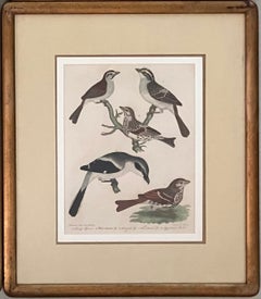 Set of Four Antique Bird Studies in Gilt Frames
