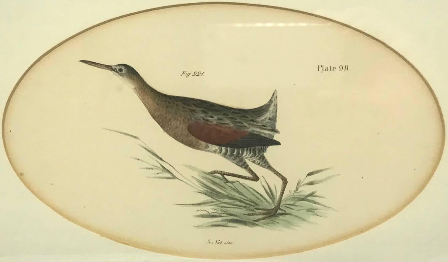 19th Century Pair American Hand-Colored Bird Lithographs  For Sale